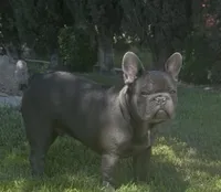 No name (Blue male frenchie) , a male French Bulldog for sale in Modesto, CA – 3 of 4