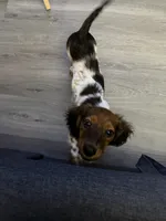 Cosmo, a male Miniature Dachshund for sale in Buffalo, NY – 3 of 3