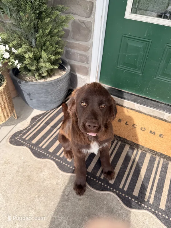 Lena  – Newfoundland puppy for sale in Wellsville, PA