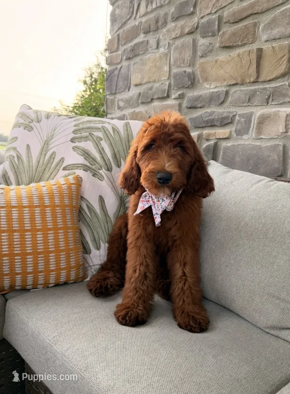 Annie – Goldendoodle puppy for sale in Wellsville, PA
