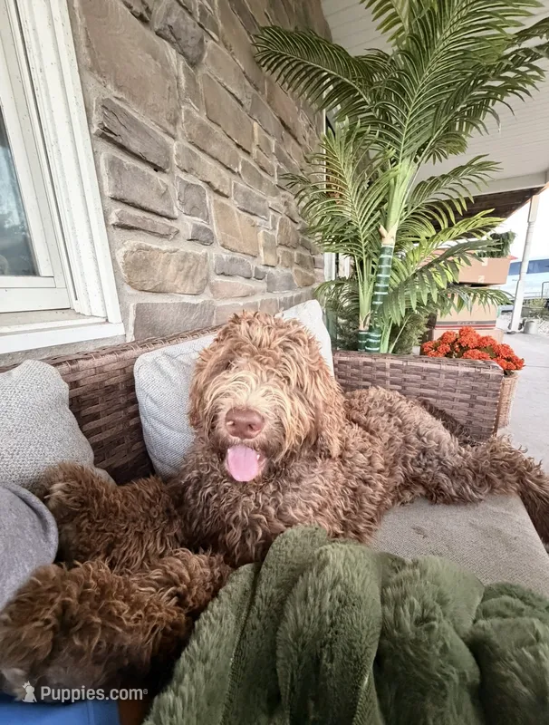 Teddy  – Goldendoodle puppy for sale in Wellsville, PA