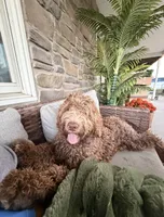 Teddy , a male Goldendoodle for sale in Wellsville, PA – 1 of 2