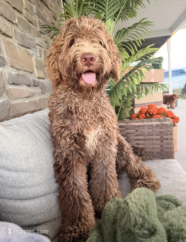 Teddy  – Goldendoodle puppy for sale in Wellsville, PA