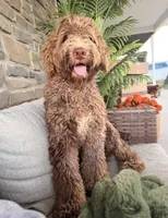 Teddy , a male Goldendoodle for sale in Wellsville, PA – 2 of 2