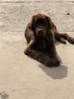 Lena , a female Newfoundland for sale in Wellsville, PA – 2 of 2