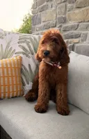 Annie, a female Goldendoodle for sale in Wellsville, PA – 2 of 2