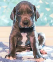 Tre, a male Great Dane for sale in Strawberry, AR – 3 of 6