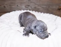 Boss, a male Great Dane for sale in Strawberry, AR – 6 of 7