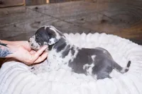 Patch, a male Great Dane for sale in Strawberry, AR – 5 of 7