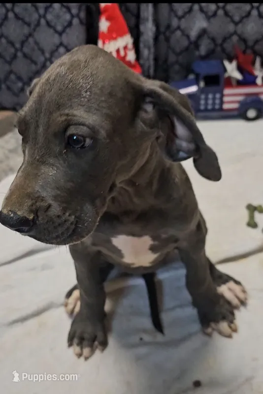 One and Only – Great Dane puppy for sale in Strawberry, AR