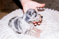 Crinkle, a male Great Dane for sale in Strawberry, AR – 6 of 7