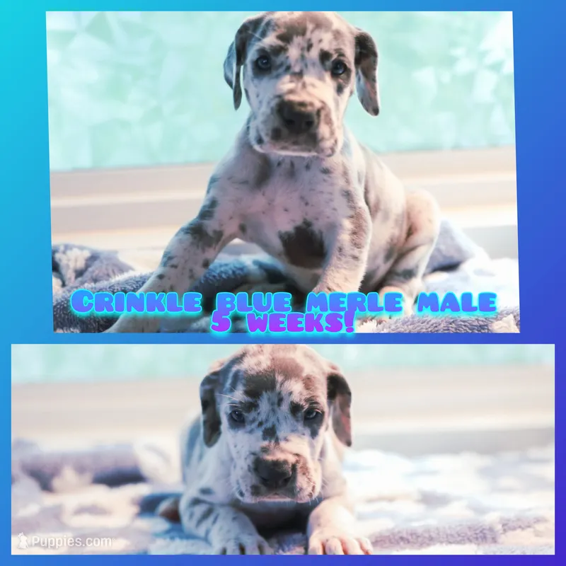 Crinkle – Great Dane puppy for sale in Strawberry, AR
