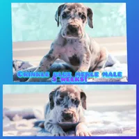 Crinkle, a male Great Dane for sale in Strawberry, AR – 1 of 7