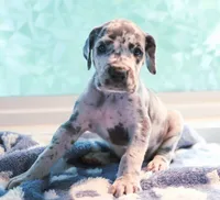 Crinkle, a male Great Dane for sale in Strawberry, AR – 2 of 7