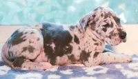 Blue Boy, a male Great Dane for sale in Strawberry, AR – 4 of 7
