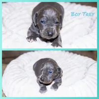 Tre, a male Great Dane for sale in Strawberry, AR – 4 of 6