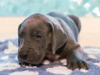 Boss, a male Great Dane for sale in Strawberry, AR – 2 of 7