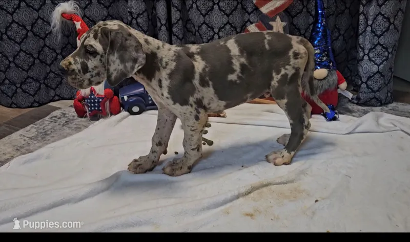 Blue Boy – Great Dane puppy for sale in Strawberry, AR