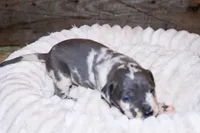 Patch, a male Great Dane for sale in Strawberry, AR – 7 of 7