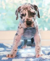 Blue Boy, a male Great Dane for sale in Strawberry, AR – 3 of 7