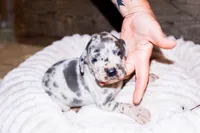 Crinkle, a male Great Dane for sale in Strawberry, AR – 7 of 7