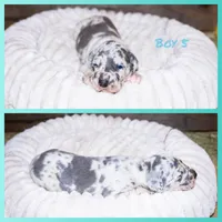 Blue Boy, a male Great Dane for sale in Strawberry, AR – 5 of 7