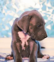 Tre, a male Great Dane for sale in Strawberry, AR – 2 of 6