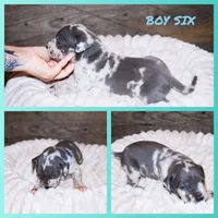 Patch, a male Great Dane for sale in Strawberry, AR – 4 of 7