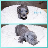 Boss, a male Great Dane for sale in Strawberry, AR – 5 of 7