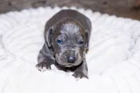 Tre, a male Great Dane for sale in Strawberry, AR – 5 of 6