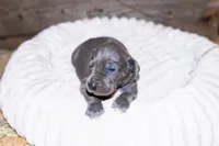 Tre, a male Great Dane for sale in Strawberry, AR – 6 of 6