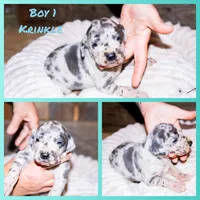 Crinkle, a male Great Dane for sale in Strawberry, AR – 4 of 7