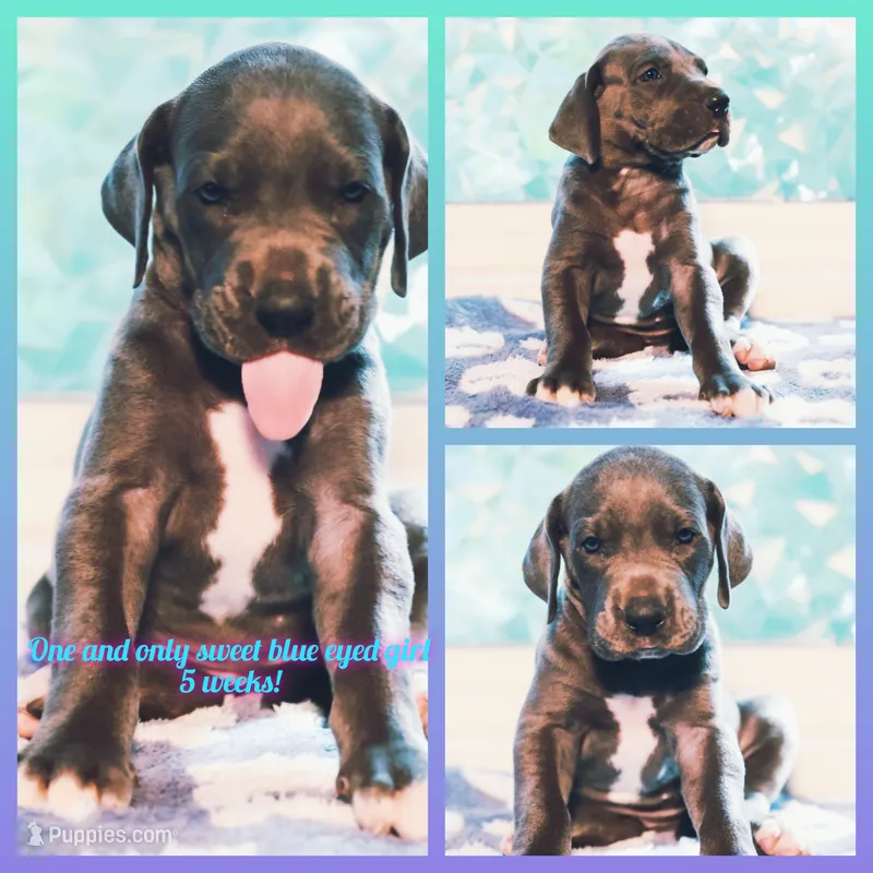 One and Only – Great Dane puppy for sale in Strawberry, AR