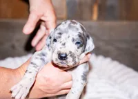 Crinkle, a male Great Dane for sale in Strawberry, AR – 5 of 7