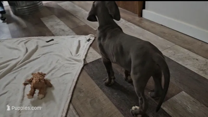 Tre – Great Dane puppy for sale in Strawberry, AR