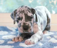 Blue Boy, a male Great Dane for sale in Strawberry, AR – 2 of 7