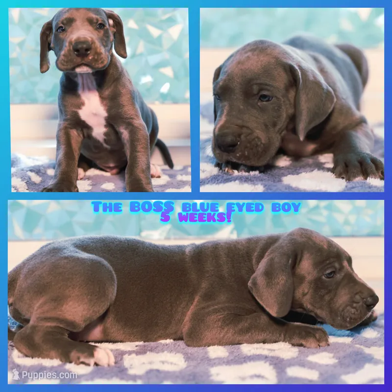Boss – Great Dane puppy for sale in Strawberry, AR