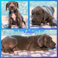 Boss, a male Great Dane for sale in Strawberry, AR – 1 of 7