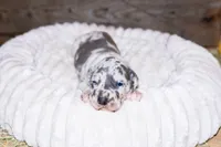 Blue Boy, a male Great Dane for sale in Strawberry, AR – 7 of 7