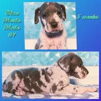 Patch, a male Great Dane for sale in Strawberry, AR – 1 of 7