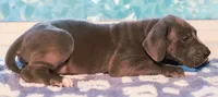 Boss, a male Great Dane for sale in Strawberry, AR – 3 of 7
