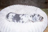 Blue Boy, a male Great Dane for sale in Strawberry, AR – 6 of 7