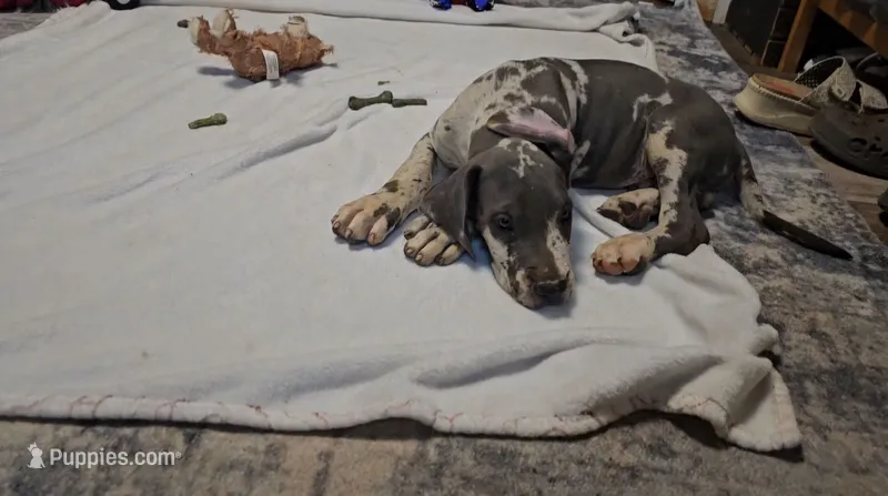 Patch – Great Dane puppy for sale in Strawberry, AR