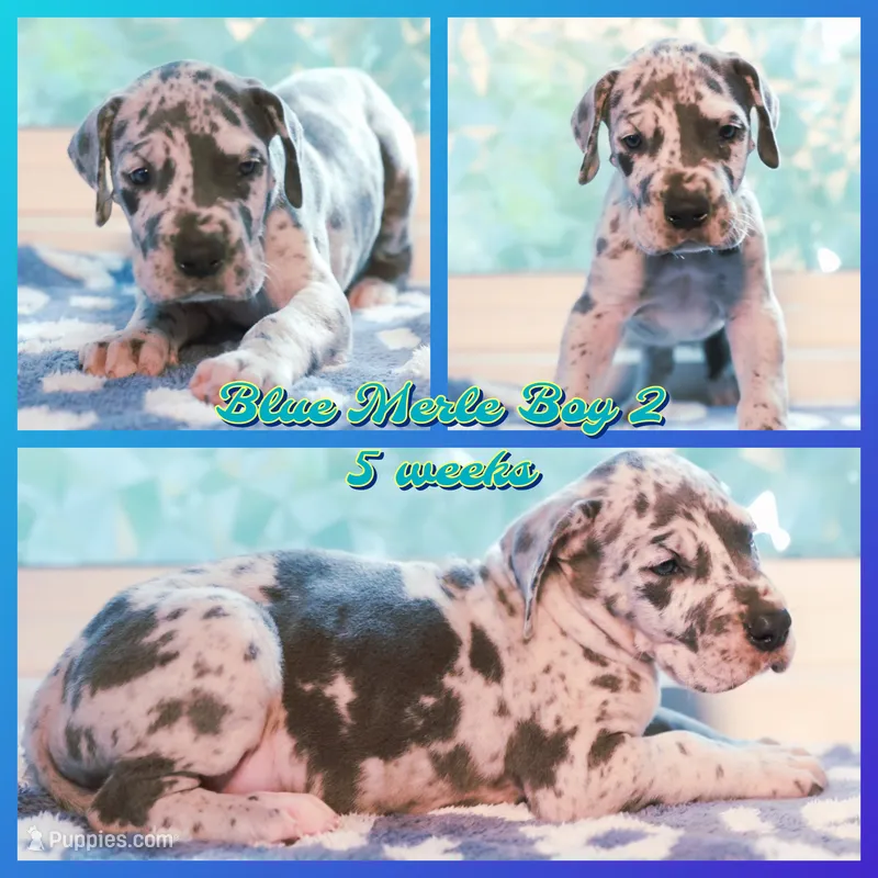 Blue Boy – Great Dane puppy for sale in Strawberry, AR