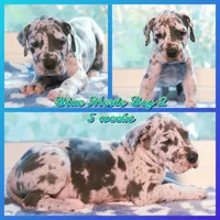Blue Boy, a male Great Dane for sale in Strawberry, AR – 1 of 7