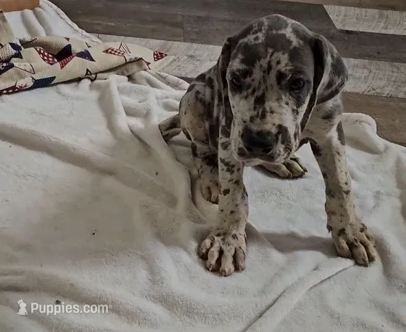 Crinkle – Great Dane puppy for sale in Strawberry, AR