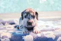 Crinkle, a male Great Dane for sale in Strawberry, AR – 3 of 7