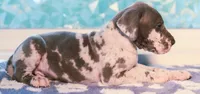Patch, a male Great Dane for sale in Strawberry, AR – 3 of 7