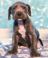 Boss, a male Great Dane for sale in Strawberry, AR – 4 of 7