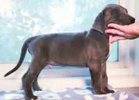Tre, a male Great Dane for sale in Strawberry, AR – 1 of 6